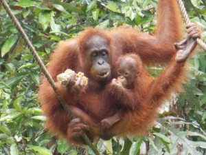 Rainforest jungle Sarawak Borneo Active Outdoor Discovery Primary Geography Resources KS1 KS2